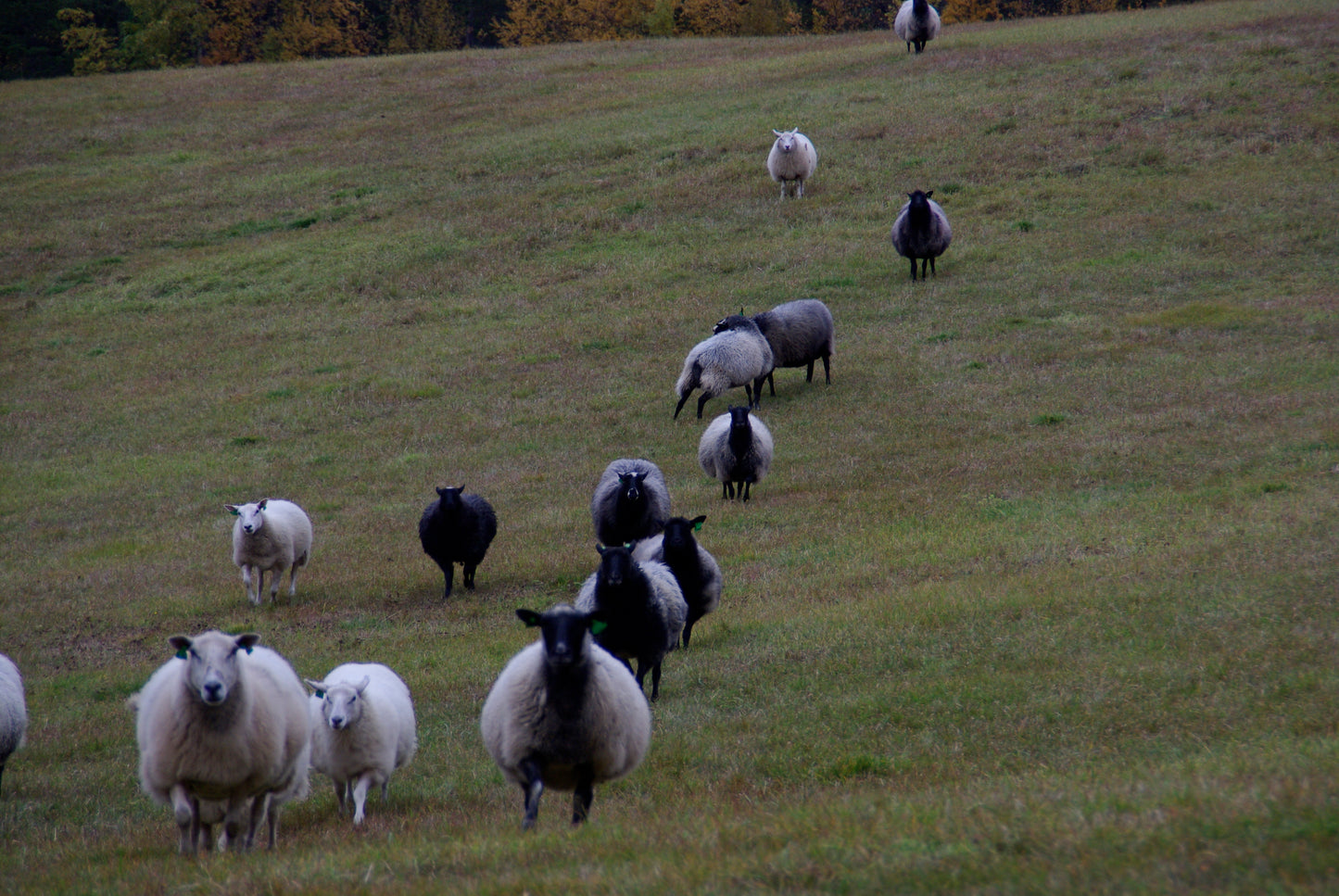 Naturgull sitt gavekort